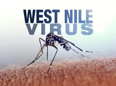 west-nile-virus-768x570-1_28713_7745.jpg